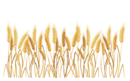 nature & wheat free transparent png image.