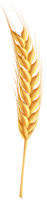 nature & Wheat free transparent png image.