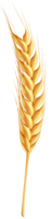 nature & wheat free transparent png image.