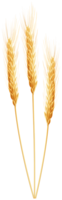 nature & wheat free transparent png image.