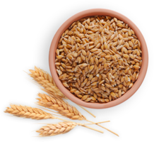 nature & wheat free transparent png image.