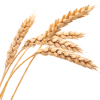 nature & wheat free transparent png image.