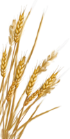 nature & Wheat free transparent png image.