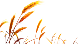 nature & wheat free transparent png image.