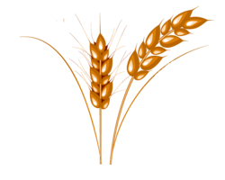 nature & Wheat free transparent png image.