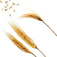 nature & Wheat free transparent png image.