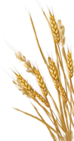 nature & wheat free transparent png image.