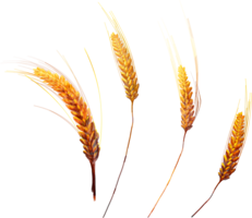 nature & wheat free transparent png image.