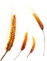 nature & Wheat free transparent png image.