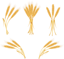 nature & Wheat free transparent png image.