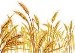 nature & wheat free transparent png image.