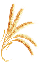 nature & wheat free transparent png image.