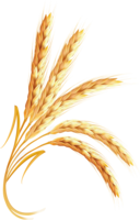 nature & Wheat free transparent png image.