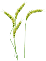 nature & wheat free transparent png image.