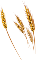 nature & wheat free transparent png image.