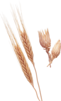 nature & wheat free transparent png image.