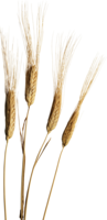 nature & wheat free transparent png image.