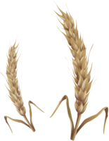 nature & Wheat free transparent png image.