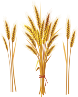 nature & Wheat free transparent png image.