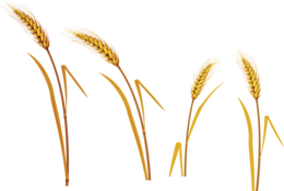 nature & wheat free transparent png image.