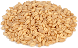 nature & Wheat free transparent png image.