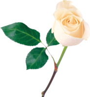 flowers & white roses free transparent png image.