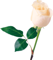 flowers & White roses free transparent png image.