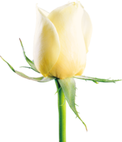 flowers & White roses free transparent png image.