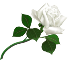 flowers & White roses free transparent png image.