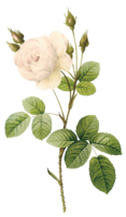 flowers & White roses free transparent png image.