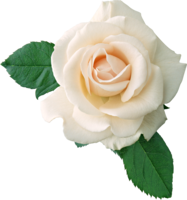 flowers & White roses free transparent png image.