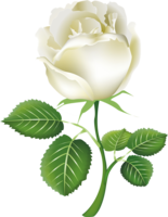 flowers & white roses free transparent png image.