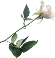 flowers & white roses free transparent png image.