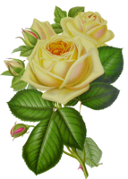 flowers & White roses free transparent png image.