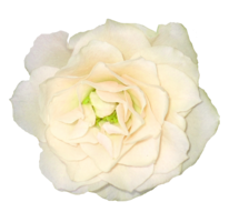 flowers & white roses free transparent png image.