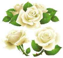 flowers & white roses free transparent png image.