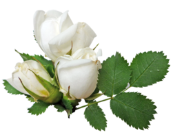 flowers & White roses free transparent png image.