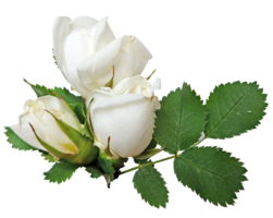 flowers & white roses free transparent png image.