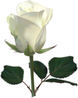 flowers & White roses free transparent png image.