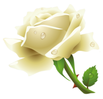 flowers & white roses free transparent png image.