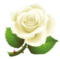 flowers & White roses free transparent png image.