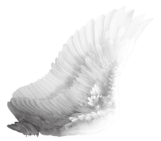 fantasy & wings free transparent png image.