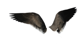 fantasy & wings free transparent png image.