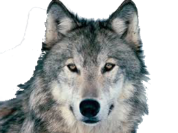 animals & Wolf free transparent png image.