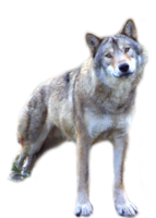 animals & wolf free transparent png image.