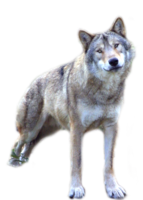 animals & Wolf free transparent png image.