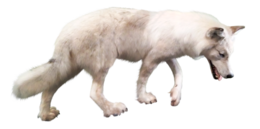 animals & Wolf free transparent png image.