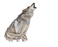 animals & Wolf free transparent png image.
