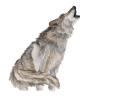 animals & wolf free transparent png image.