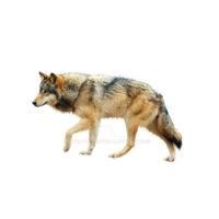animals & Wolf free transparent png image.